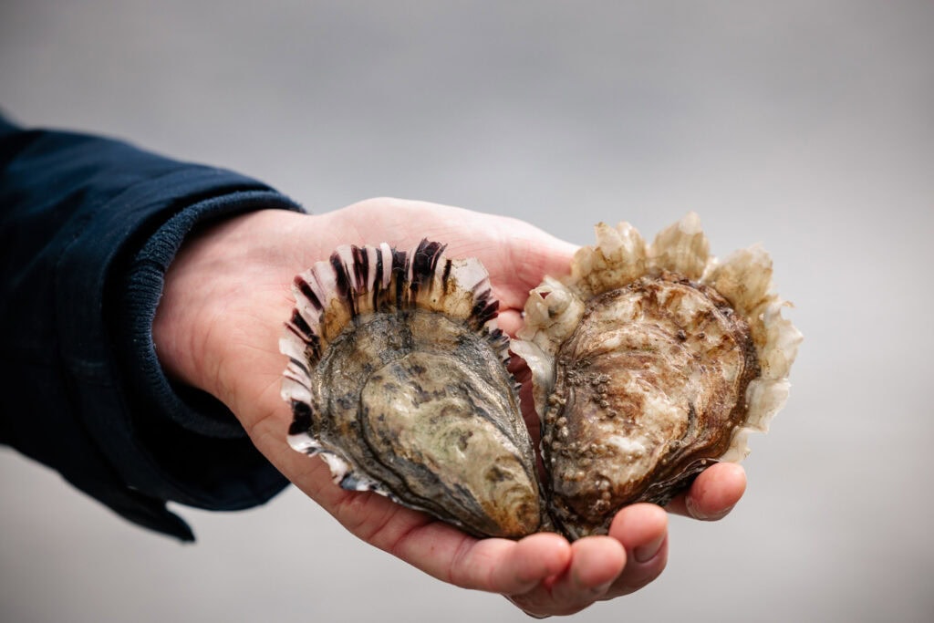 Fresh Oysters